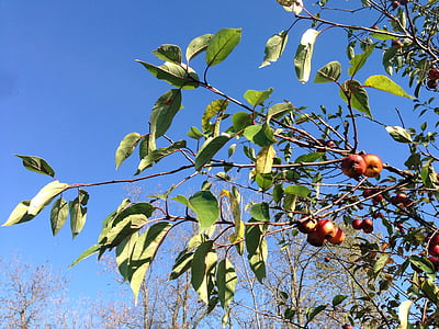 tree, apples, red, green, fruit, branch, sky