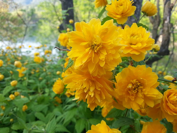 fiore giallo, giallo, fiori, piante, natura, Crush, Asteraceae