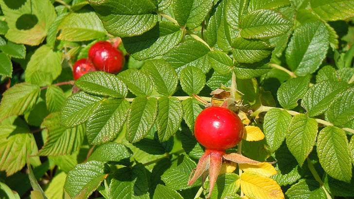 rose hips, berry, red, leaves, summer