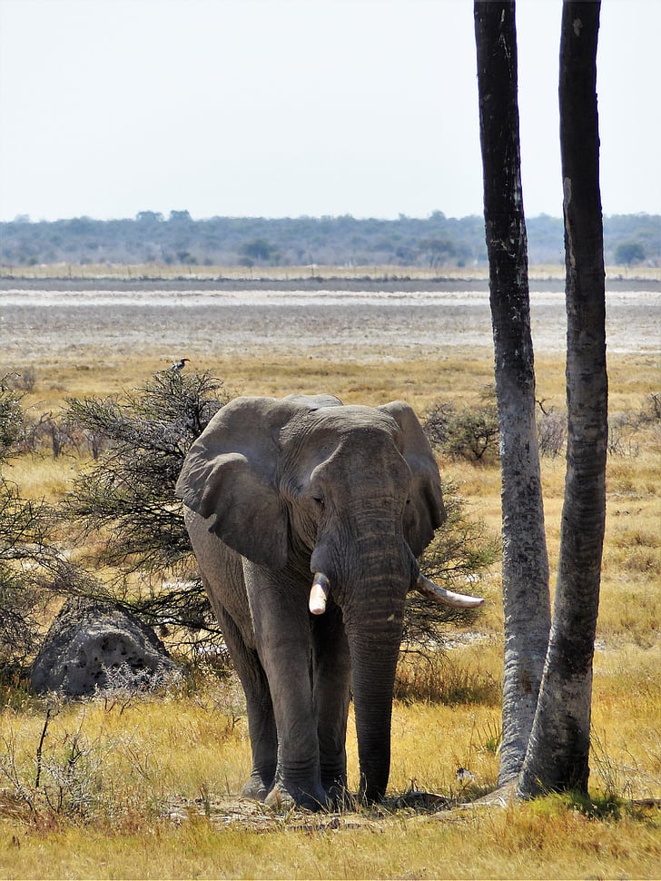 Gajah, abu-abu, hewan, pachyderm, Belalai, Afrika, Gading