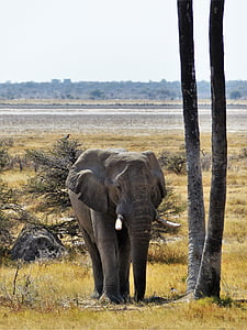 Слон, серый, животное, толстокожее животное, Хоботок, Африка, бивни