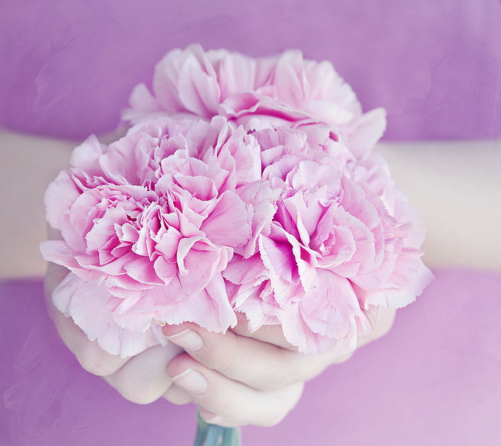 ziedi, daiviņas, rozā, pušķis, rokas, turēja, ar roku