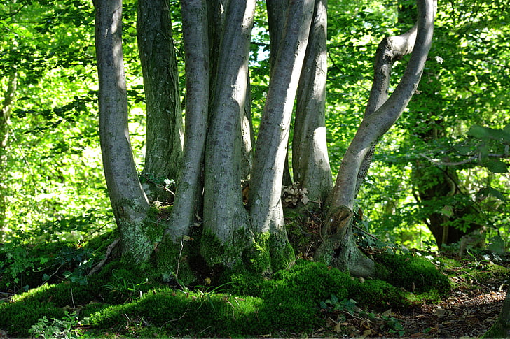 drzewa, Grupa, zielony, Natura, wzrost, lasu, Kiełki