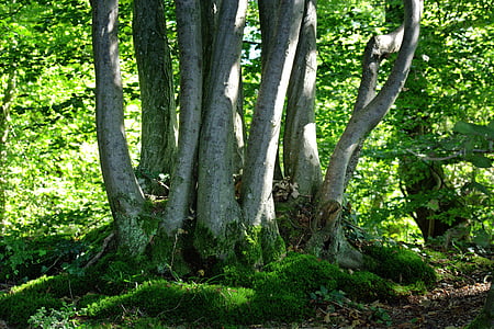 arbres, grup, verd, natura, creixement, bosc, brot