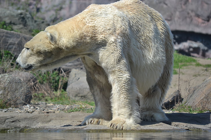 polar bear, predator, zoo, white bear, animal, mammal, large