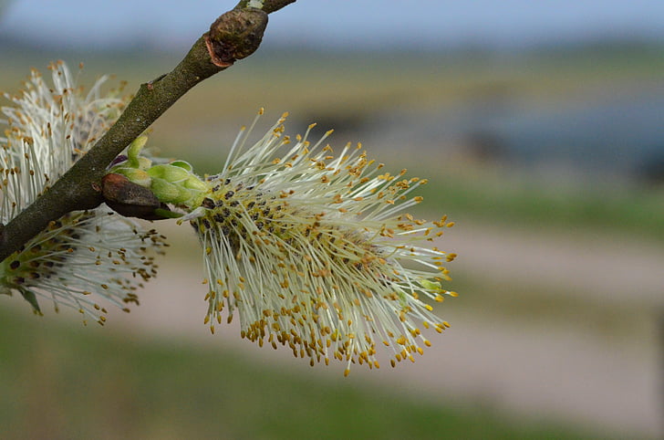 Pussy willow, Weide, Frühling, Blüte, Bloom