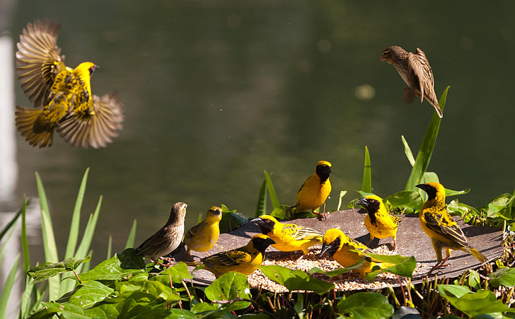 Птахи, Південно-Африканська Республіка, колір