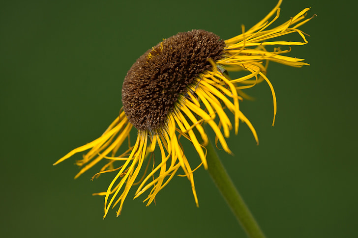flor, tancar, groc, primavera, macro
