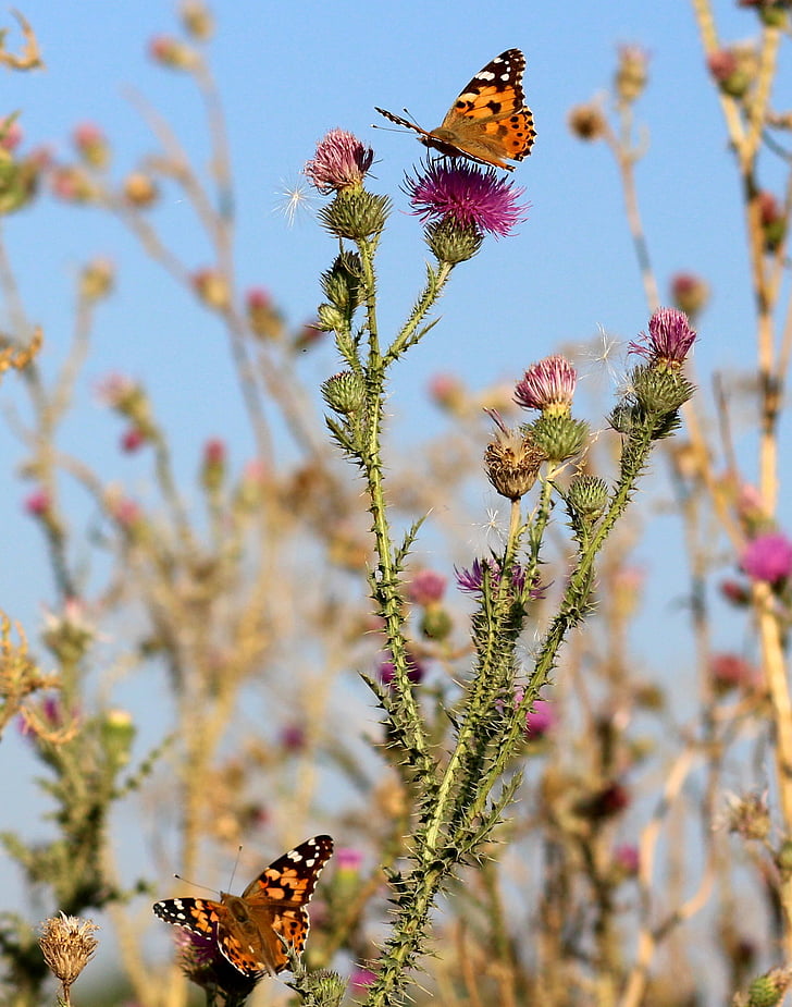 Kelebekler, böcekler, bitkiler, doğa, kanatları, Boyama, çiçek