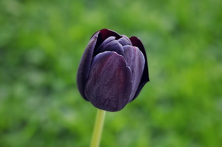 Tulipán, květ, květ, Bloom, fialová, tmavý, schnittblume