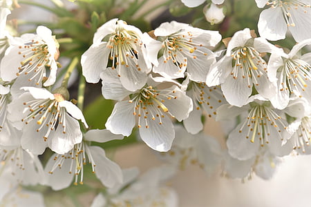 kvitnúce sakury, kvety, listy, čerešňa, rastlín, biela, jar