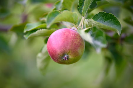 pomme, triste, jardin, fruits, arbre, nature, alimentaire