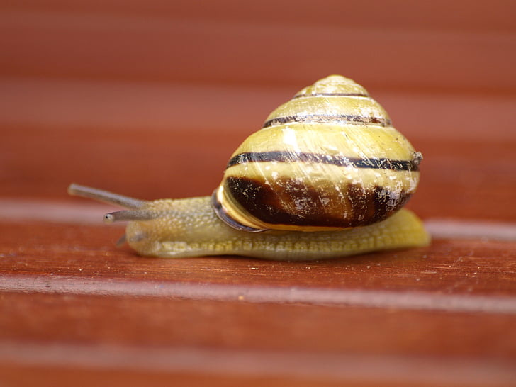 snail, shell, mollusk, slowly