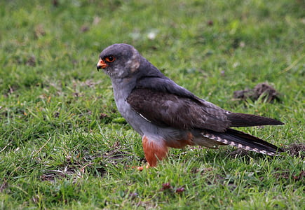 wild, bird, falcon, red footed