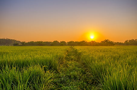 field, sunrise, green, indonesian, rural, padi, leaf