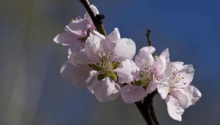 桃の花, ソフトピンク, 春, 自然, 支店, 春, ツリー