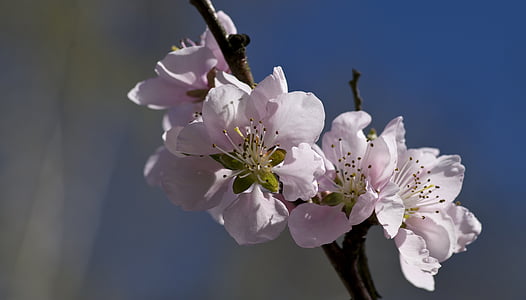 Peach blossom, pehmeä vaaleanpunainen, kevään, Luonto, haara, Kevät, puu
