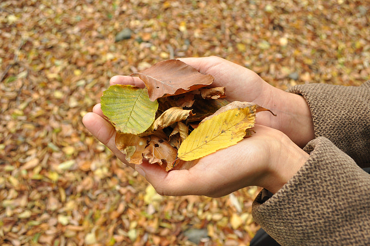 otoño, manos, temporada, hoja, naturaleza, mano humana, amarillo