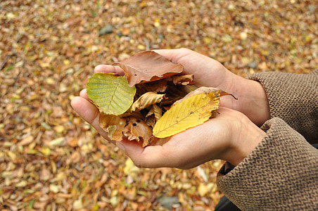 efterår, hænder, sæson, blad, natur, menneskelige hånd, gul
