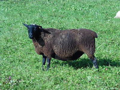 羊, 動物, ウール, 草原, 牧草地, 自然, 放牧