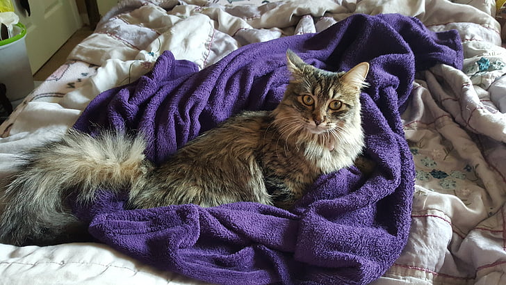 Maine coon, kedi, kürk