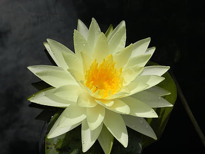 water lily, bloem, witte waterlelie