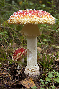 houby, houby, závod, červená, barevné, houby, Příroda