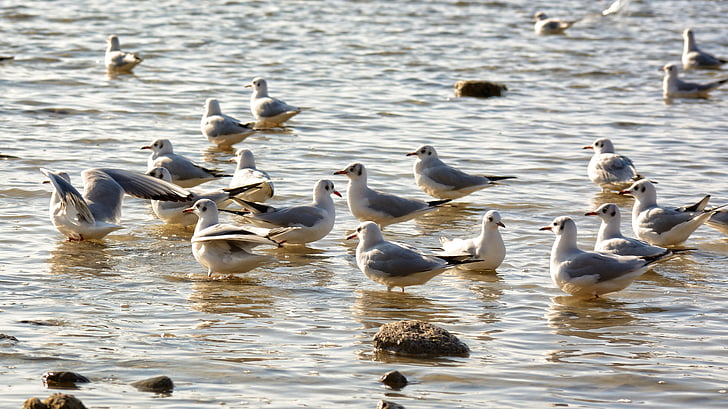 Meeuwen, zwarte headed gull, groep, water, zitten, zwemmen, water vogels