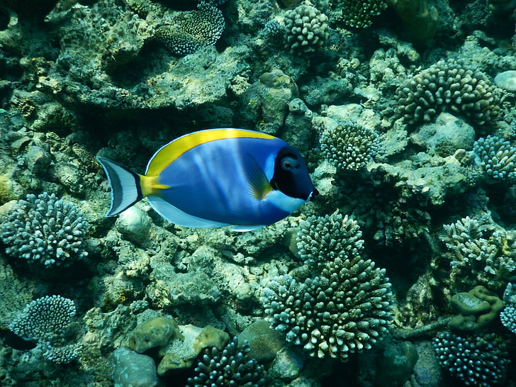 pescado, mar, bajo el agua, exóticos, azul, colorido