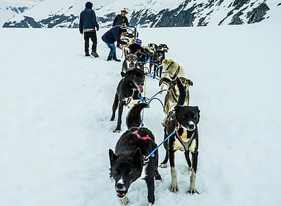 perros de trineo, Alaska, trineo de perros, trineo, perro, trineo, nieve
