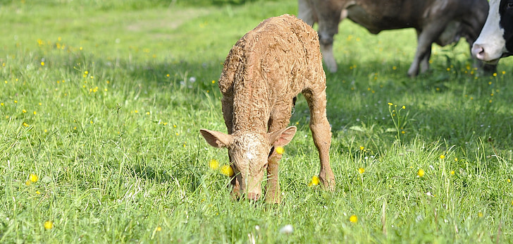 beef, young animal, animal, livestock, cattle, calf, meadow