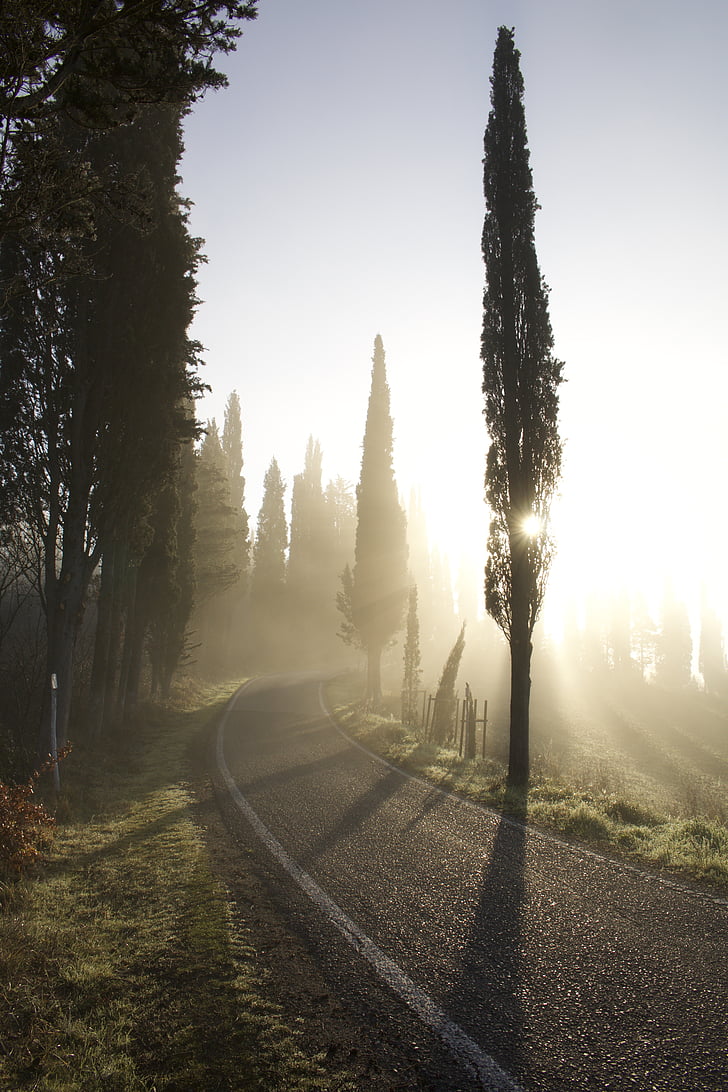 cypress, road, fog, sunset, dawn, so, high