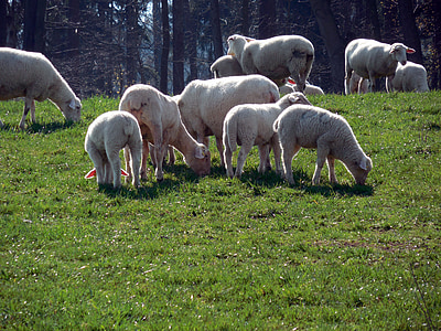 Schafe, Herde, Schafherde, Wolle, Weide, Tiere, Herdentier