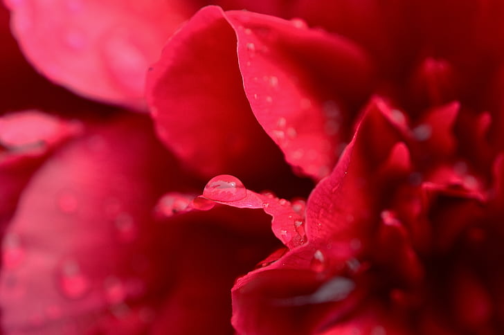 peony, red, wet, drip, rain, flower garden, blossom