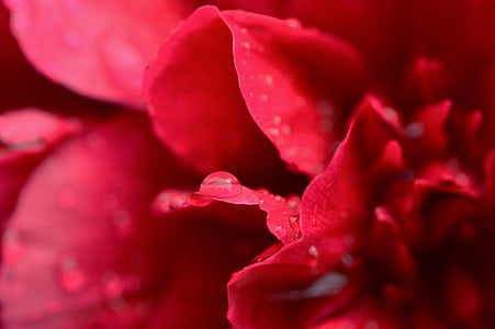 พีโอนี, สีแดง, เปียก, ระบบน้ำหยด, ฝน, สวนดอกไม้, ดอก