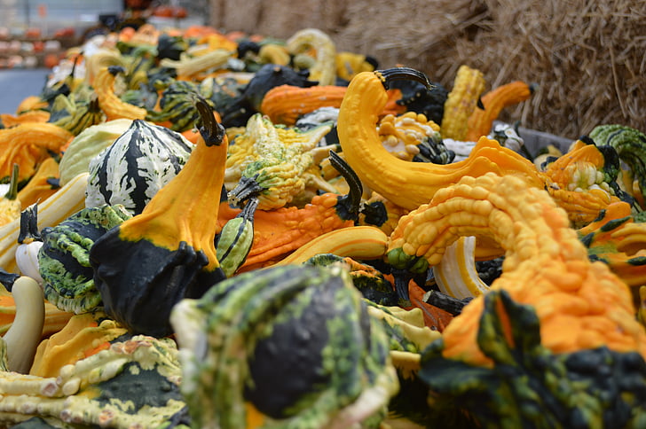 gourds, syksyllä, Syksy, sisustus, Halloween, Harvest, Kiitospäivä