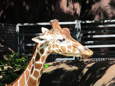 girafa, responsable, zoològic, coll, vida silvestre, d'alçada, banyes