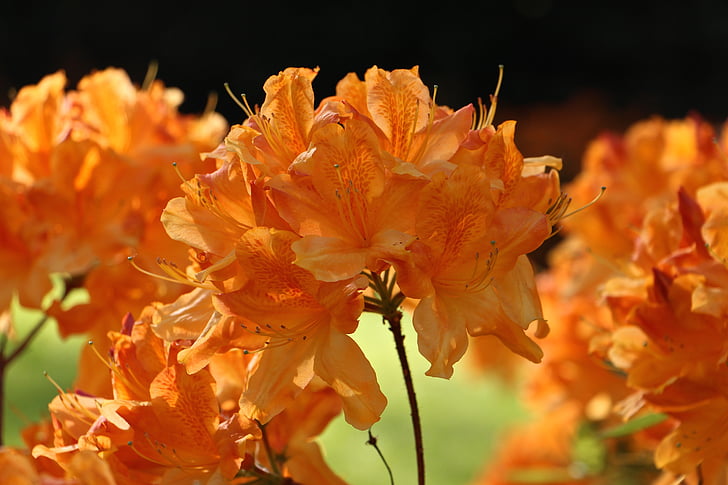 virágok, természet, szín, gyönyörű, Blossom, Bloom, növény