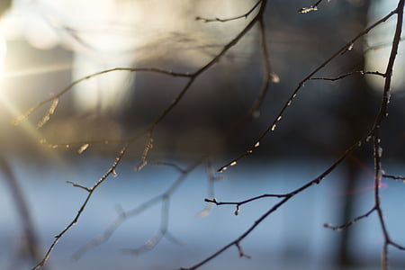 selective, focus, photography, branches, no people, day, outdoors