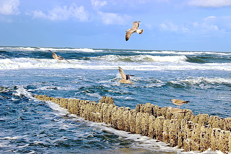 mar, de surf, gaviotas, ola, espigón, Sylt, protección costera