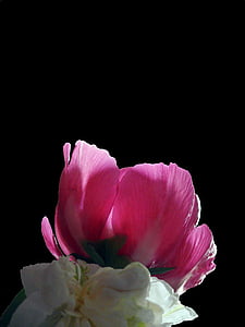Pfingstrose, Pfingsten, Blüte, Bloom, Blume, Frühling, Flora