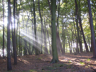 skog, trær, Sunbeam, morgenstimmung