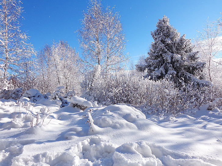 ziemas, meža, sniega, salna, ainava, tūrisms, Panorama