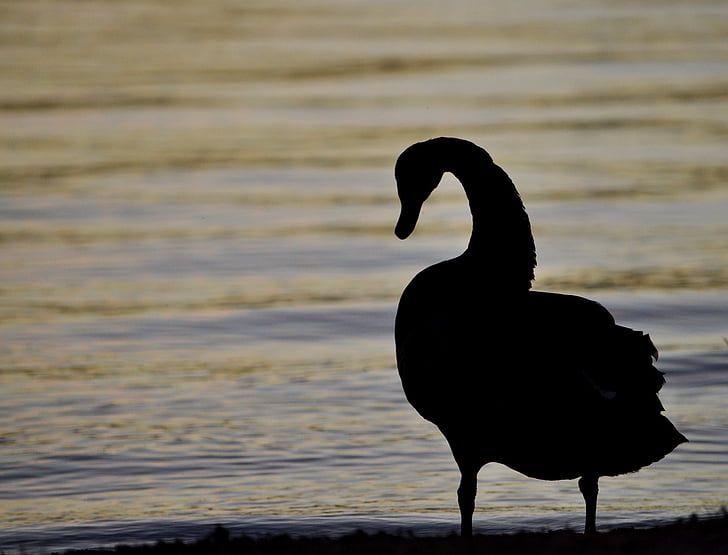 swan, silhouette, bird, waterfowl, wildlife, nature, water