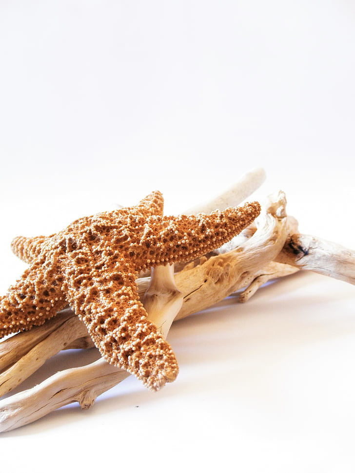 starfish, dried, driftwood, decorative, marine, sea, beach