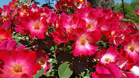 röd, Bush, rosenbuske