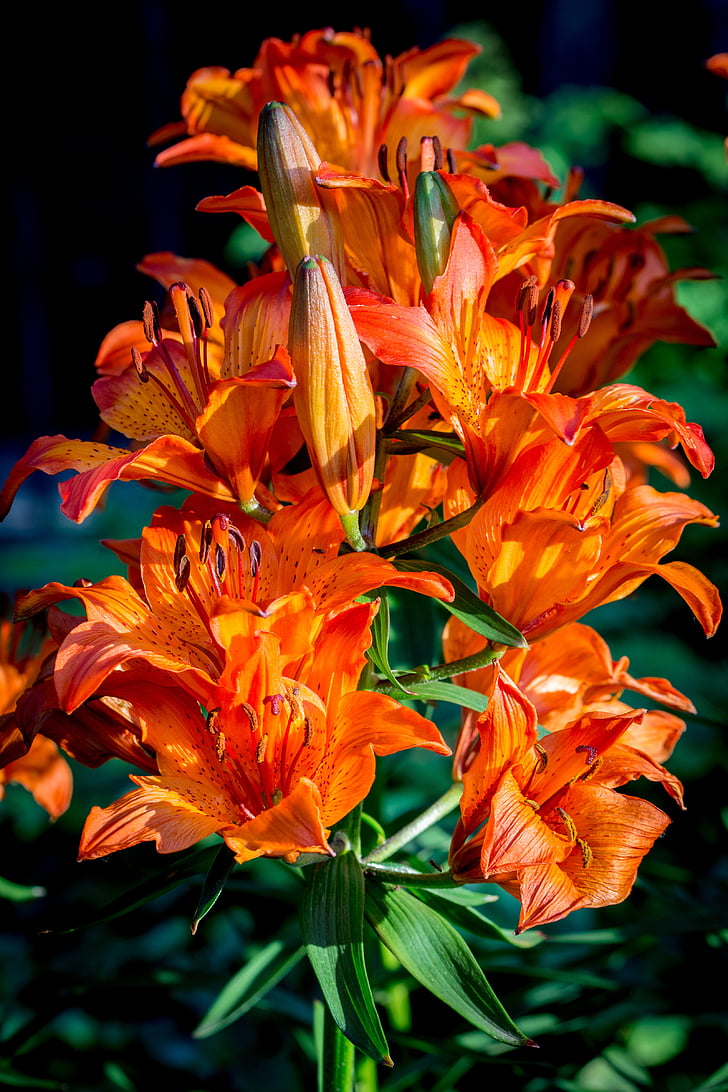 feu-lily, Lilium bulbiferum, Inflorescence :, ombelle, stand de l’ombelle, bourgeon, bouton floral