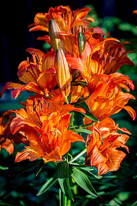 fogo-lírio, Lilium bulbiferum, inflorescência, umbel, carrinho de Umbela, broto, flor em botão