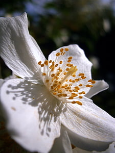 summer jasmine, bauer jasmin, mock orange, jasmin, european whistle shrub, pale whistle shrub, philadelphus coronary