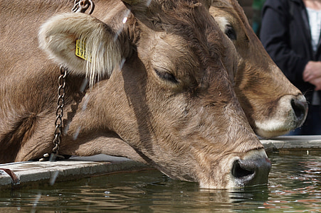 almabtrieb, крави, жажда, животни, Браун швейцарски